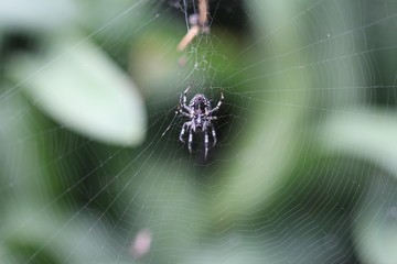 Wall Mural - araña