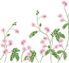 Flowering Mimosa Free Stock Photo - Public Domain Pictures