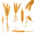 Bunch of wheat ears, dried whole grains realistic vector illustration set isolated on white background. Cereals harvest, agriculture, organic farming, healthy food symbol. Bakery design element