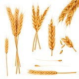 Fototapeta  - Bunch of wheat ears, dried whole grains realistic vector illustration set isolated on white background. Cereals harvest, agriculture, organic farming, healthy food symbol. Bakery design element