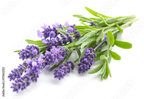 Lavender flowers on a white Wallpaper Mural