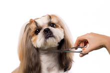 Beautiful Shih-tzu Dog At The Groomer's Hands With Comb.
