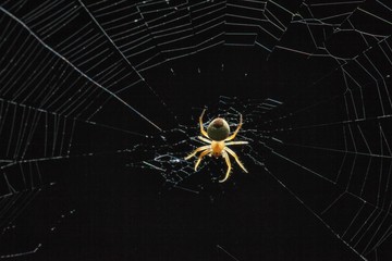 Spider on web in night