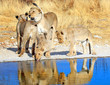 Pride of Lions at a waterhole with good light and reflections in water, Etosha, Namibia