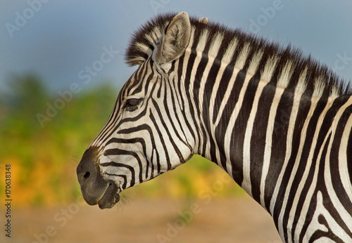 Plakat Profil boczny twarz burchell zebra z naturalnego tła równiny