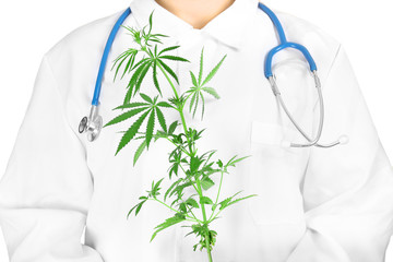 Wall Mural - Doctor holding hemp plant, isolated on white