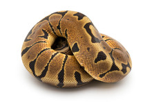 Ball Python Snake Reptile
