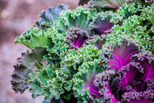 Close Up View Of Kale Cabbage Leaves. Vegetables Healthy Food Background