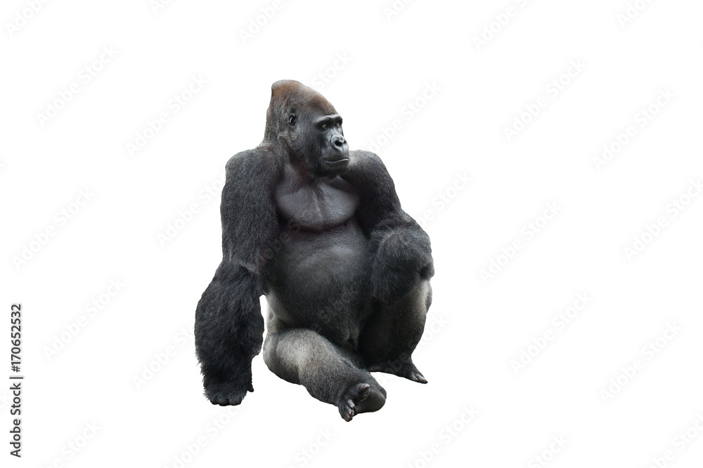 Sitting gorilla isolated on white background - obrazy, fototapety, plakaty 