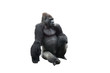 Sitting gorilla isolated on white background