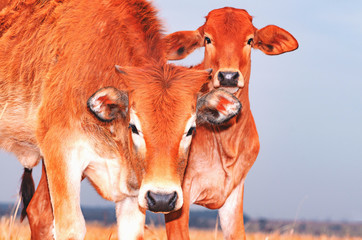 Two curious brown calves looking at the photo. Young animals at pasture of a farm.