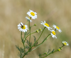 Wall Mural - Insecte sur marguerites