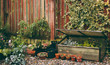 © Andy Campbell/Stocksy - An organic home garden in the springtime