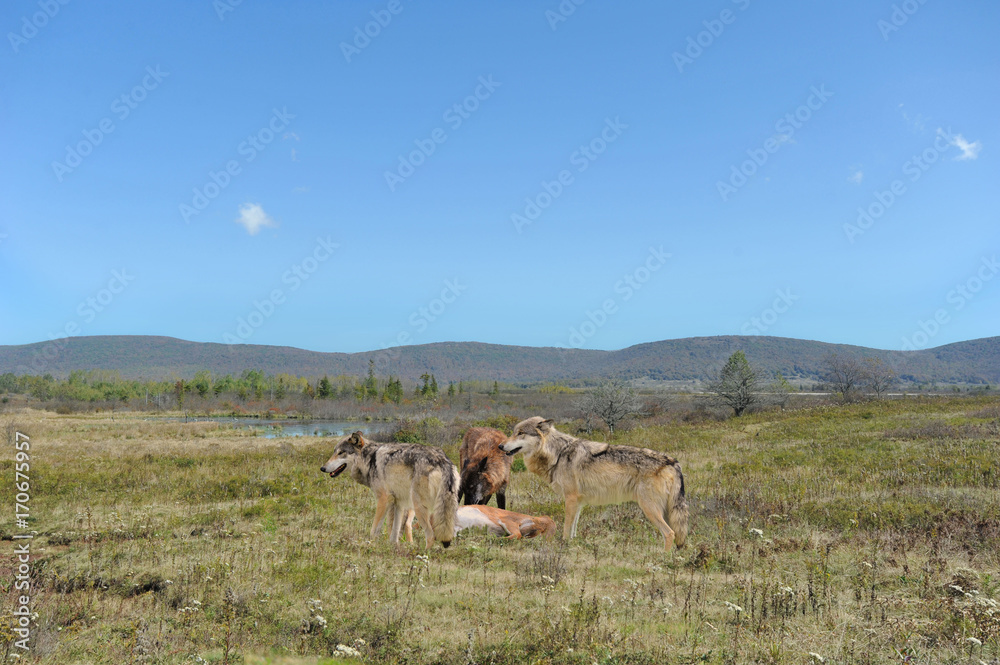 Animals that use to roam the Appalachian Mountains - wolves making a ...