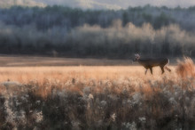 Whitetail Deer In Fall In Field