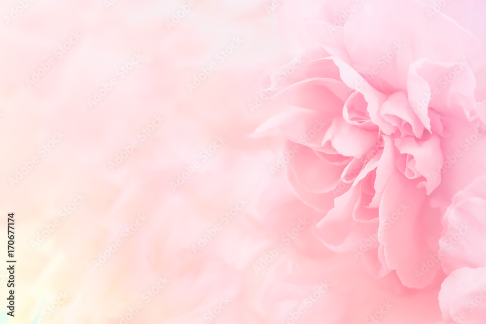 Pink Carnation Flowers Bouquet. soft filter. - obrazy, fototapety, plakaty 