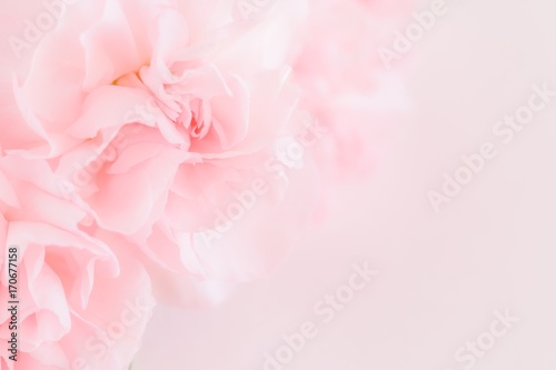 Dekoracja na wymiar  rozowy-bukiet-kwiatow-gozdzikow-miekki-filtr