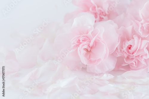 Pink Carnation Flowers Bouquet. soft filter.