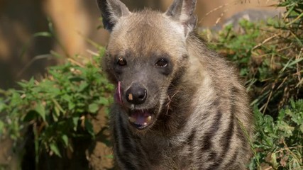 striped hyena
