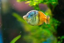 Boeseman's Rainbowfish Or Melanotaenia Boesemani