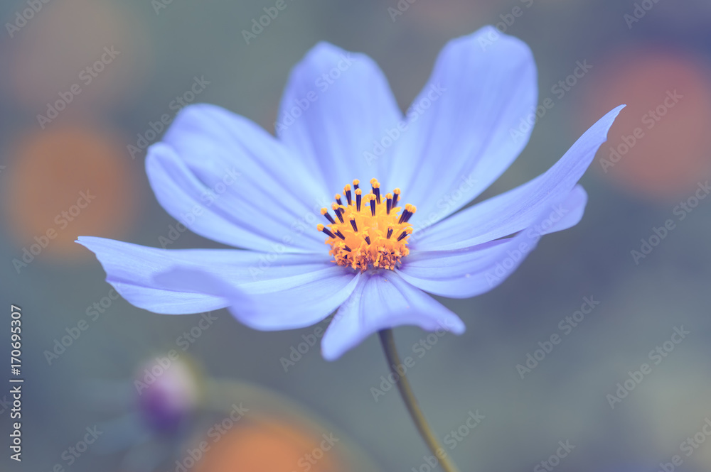 Gently blue flower on a beautiful background in the garden. Selective soft focus. - obrazy, fototapety, plakaty 