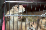 Fototapeta Zwierzęta - Prairie Dog in a cage.