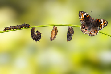 Wall Mural - Life cycle of female blue pansy butterfly ( Junonia orithya Linnaeus ) on twig