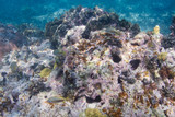 Fototapeta Do akwarium - Dying coral reef