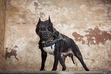 Black Pit Bull Or Staphorshire Terrier In Muzzle Staying On The Background Of A Peeled Wall