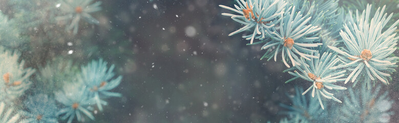 Snow fall in winter forest. Christmas new year magic. Blue spruce fir tree branches detail. Banner image