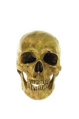 Wall Mural - human skull isolated on white background and clipping path