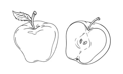 Vector drawing or coloring sheet with apple cut in half isolated on white background