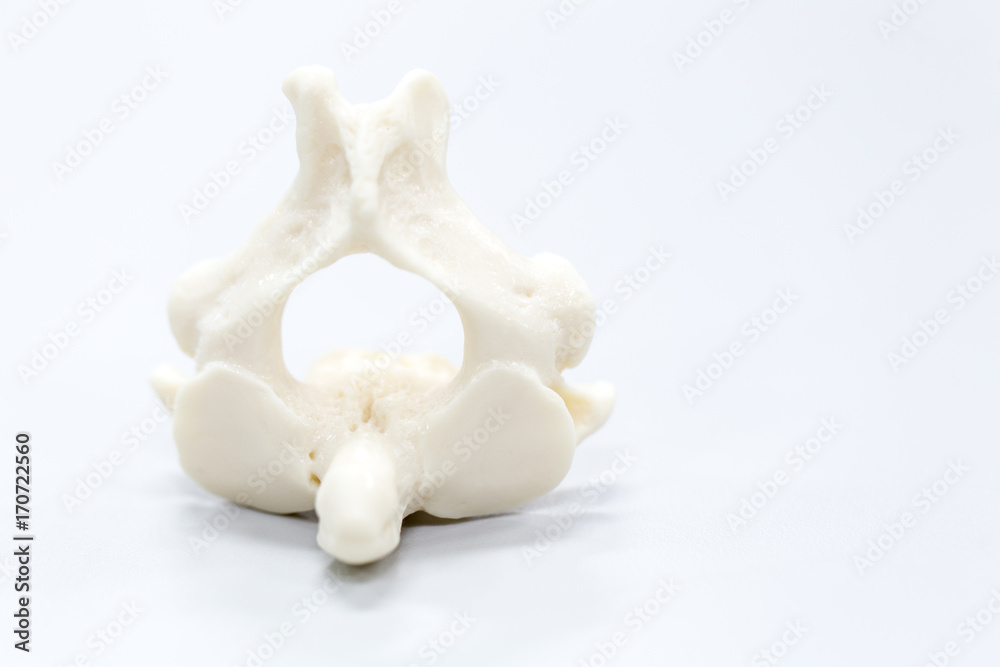 The vertebral column, also known as the backbone or spine, is part of ...
