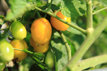 Wall Mural - tomato plant with tomatoes