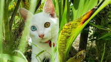 Cat With Two Color Eyes Blue And Yellow In Brushwood