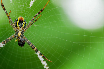 Wall Mural - The spider is still on its own spider.The background is bokeh of green leaves.