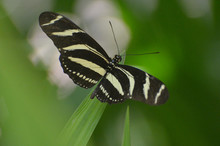Lovely Wingspan On This Black And White Zebra Butterfly