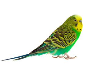 Sticker - green budgie