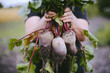 Farmer hands in gloves holding a bunch of freshly harvested beetroots and a garden spade