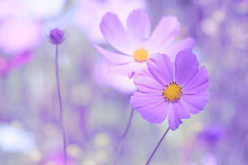 Wall Mural - Pink flowers close-up on a gentle background with toning. Selective soft focus