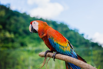 Wall Mural - Scarlet macaw outdoors nature background resting on a stick