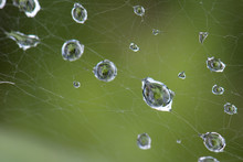 Dew Drops On A Spiders Web