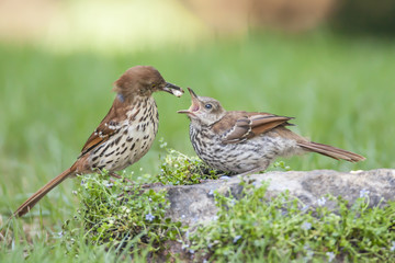 Brown Thrasher Feeding Young