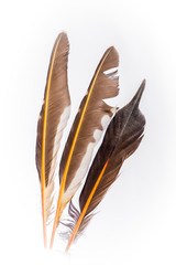 Wall Mural - Flicker Feathers