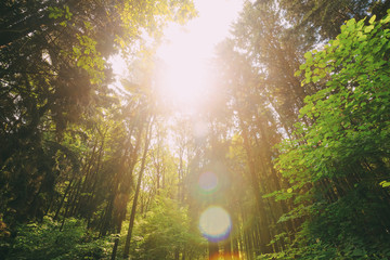 Sun Shining In Summer Forest Through Canopy Of Tall Trees. Looking Up In Summer