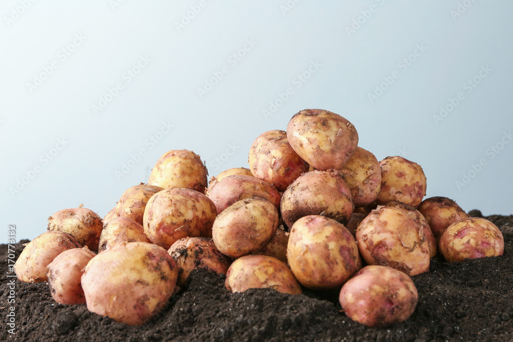 Young potatoes on ground against light background
