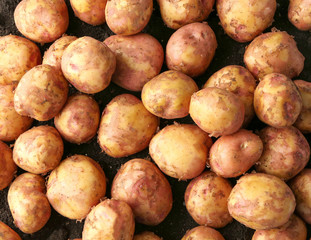 Sticker - Young potatoes, closeup