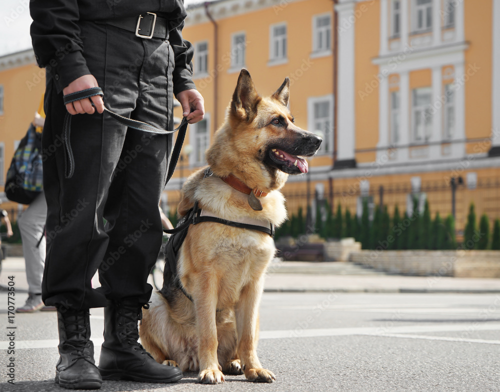 Fotografie, Obraz Smart police dog sitting outdoors