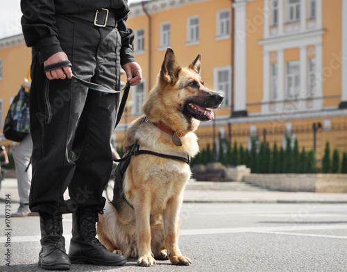 Cuadros en Lienzo Smart police dog sitting outdoors