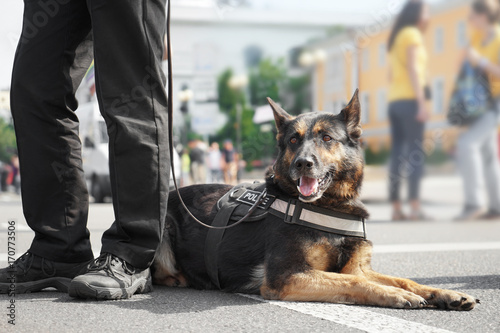 Obraz na plátně Smart police dog outdoors